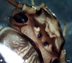 Doroneuria