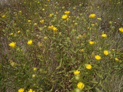 Grindelia lanceolata