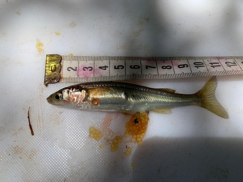 Smallscale silverside (Basilichthys microlepidotus) — Atherinopsidae — 2
