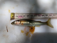 Basilichthys microlepidotus