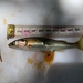 Basilichthys microlepidotus - Photo (c) Gustavo Chiang Rojas, μερικά δικαιώματα διατηρούνται (CC BY-NC), uploaded by Gustavo Chiang Rojas