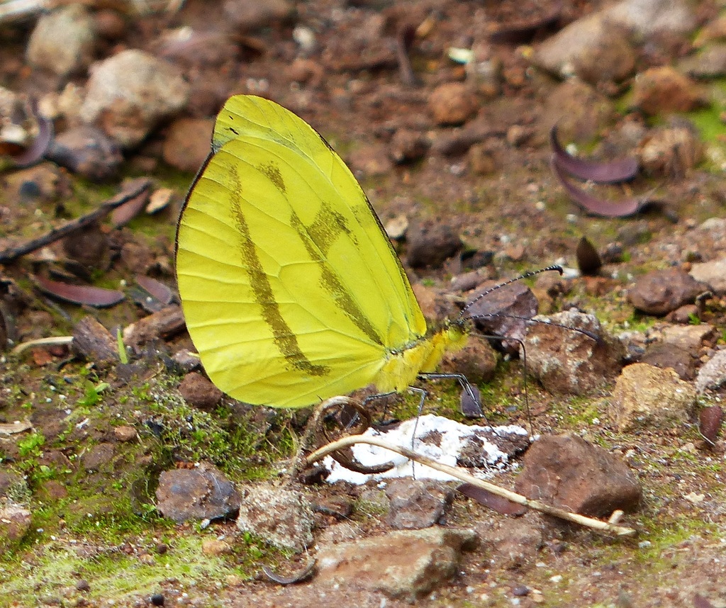 Enantia clarissa