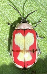 Alagoasa