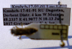 Brachycarenus tigrinus