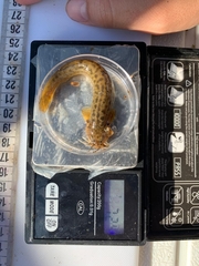 Trichomycterus areolatus