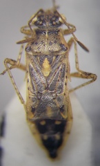 Brachycarenus tigrinus