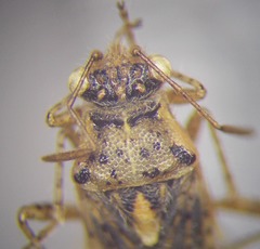 Brachycarenus tigrinus