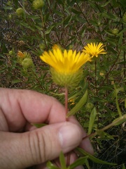 Grindelia lanceolata