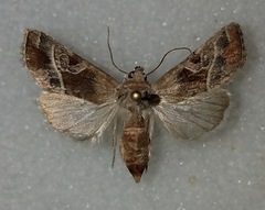 Hexorthodes accurata