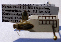 Brachycarenus tigrinus