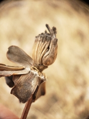 Antistrophus