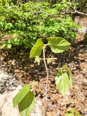 Peponidium
