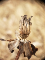 Antistrophus