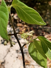 Peponidium