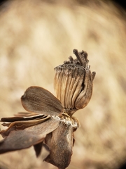 Antistrophus