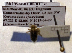 Brachycarenus tigrinus