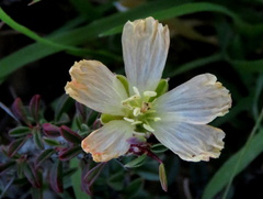 Monsonia salmoniflora