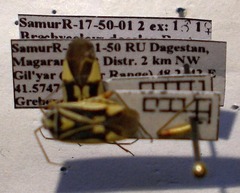 Brachycoleus decolor