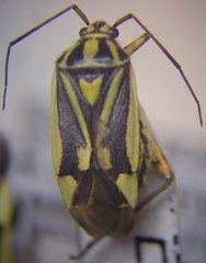 Brachycoleus decolor