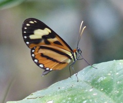 Hypothyris euclea laphria