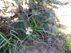 Monsonia salmoniflora