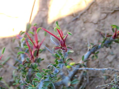 Monsonia salmoniflora