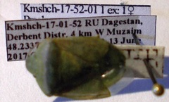 Acrosternum breviceps