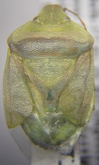 Acrosternum breviceps