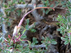 Monsonia salmoniflora