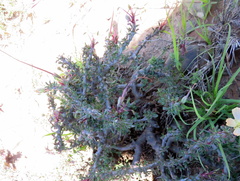 Monsonia salmoniflora