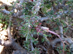 Monsonia salmoniflora