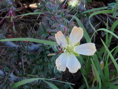 Monsonia salmoniflora