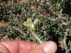 Monsonia salmoniflora