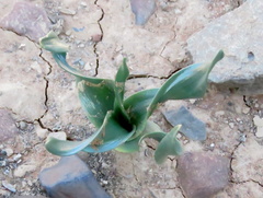 Drimia physodes