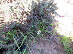 Monsonia salmoniflora