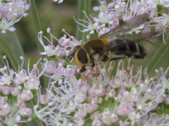 Leucozona glaucia