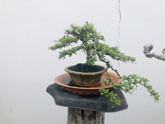 Terminalia molinetii