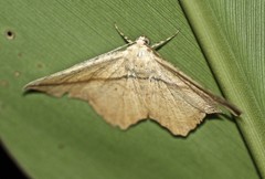 Polyacme dissimilis