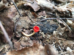 Microstoma protractum