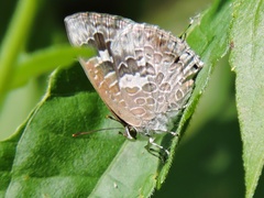Arhopala birmana