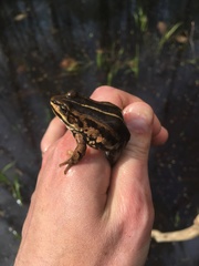 Pool Frog photo 3