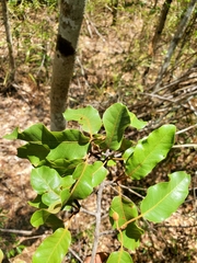 Capurodendron