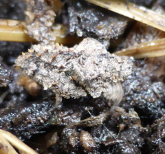Trachytettix bufo