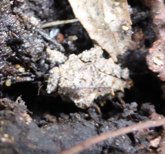 Trachytettix bufo