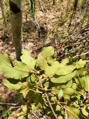 Capurodendron