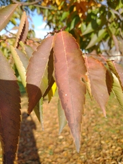 Zelkova serrata
