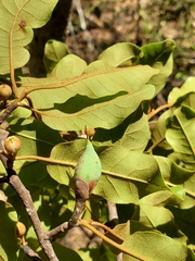 Capurodendron