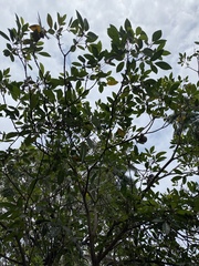 Tabebuia