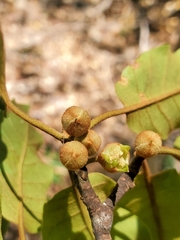 Capurodendron