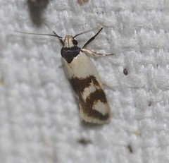 Antipterna trilicella